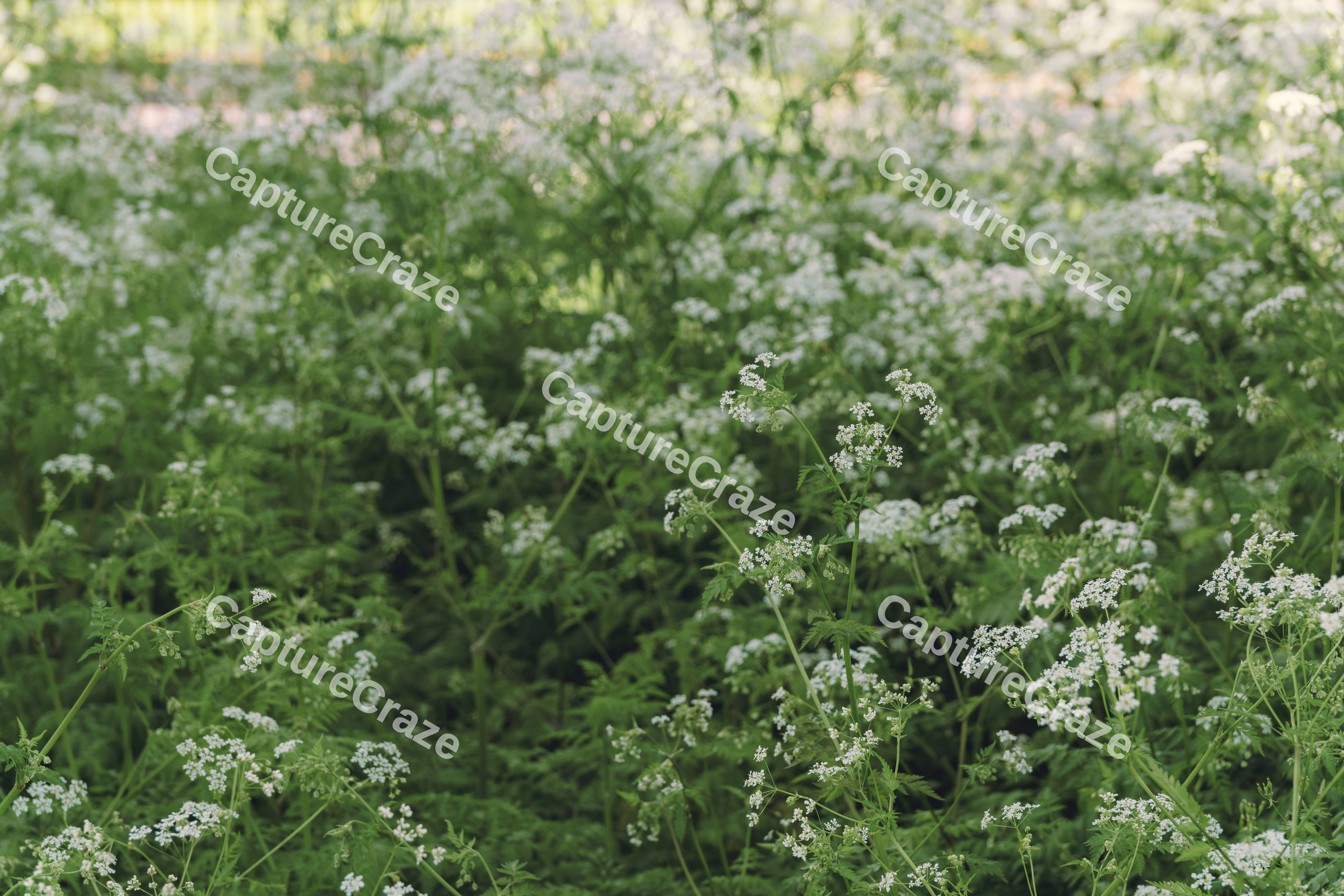 Flowers In Spring